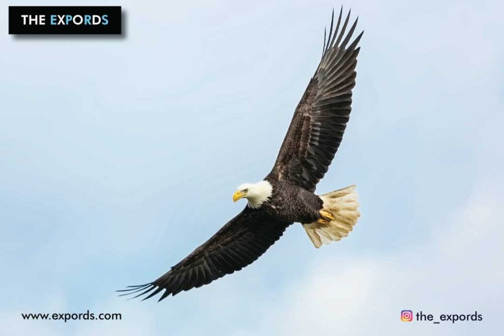 9 amazing life lessons from the eagle