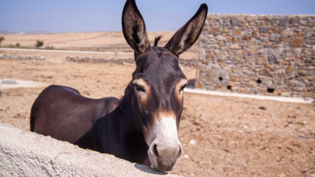 Dumb vs. inexperienced